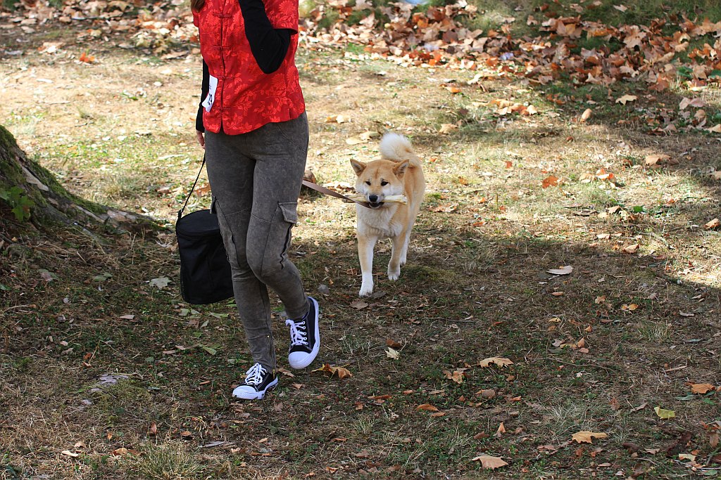 Ponad 170 psów wzięło udział w wystawie Akita Inu & Nippon Show