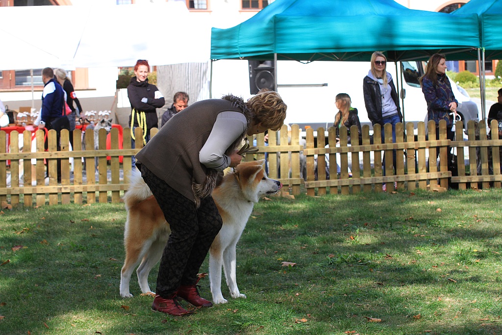 Ponad 170 psów wzięło udział w wystawie Akita Inu & Nippon Show