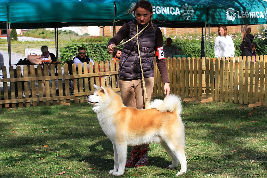 Ponad 170 psów wzięło udział w wystawie Akita Inu & Nippon Show