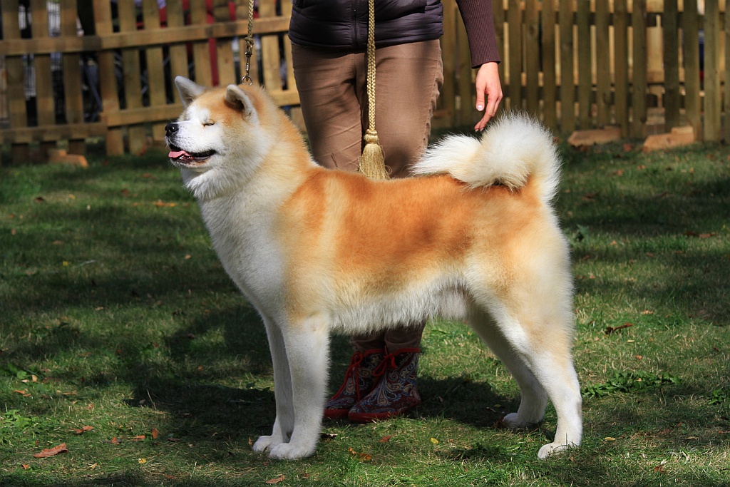 Ponad 170 psów wzięło udział w wystawie Akita Inu & Nippon Show