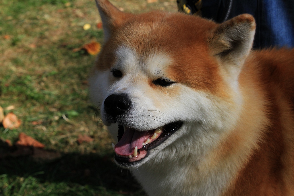 Ponad 170 psów wzięło udział w wystawie Akita Inu & Nippon Show