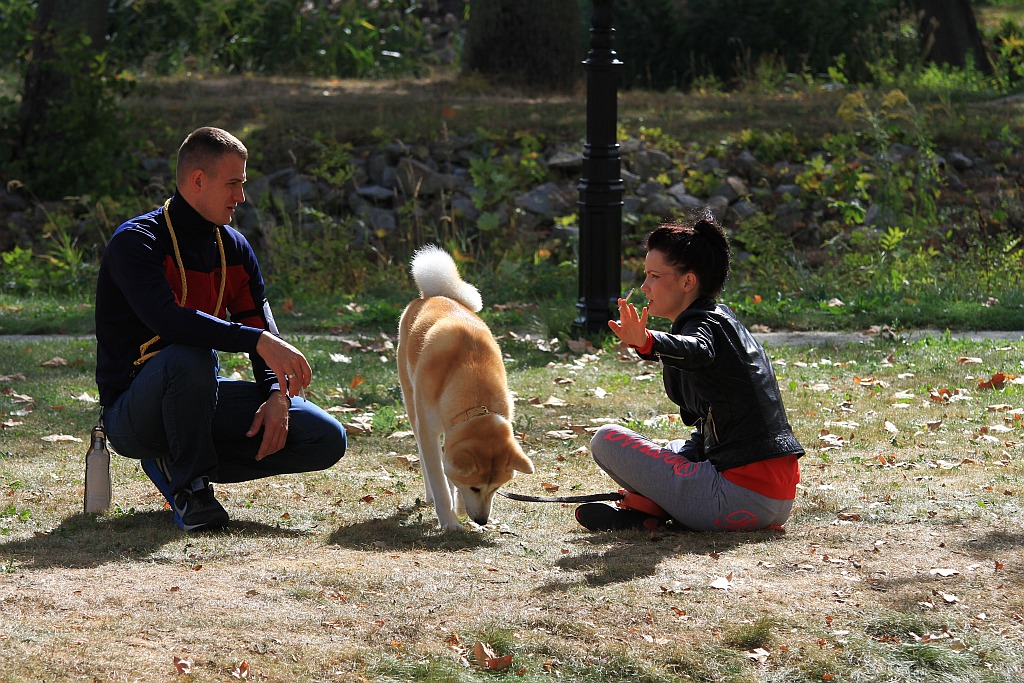 Ponad 170 psów wzięło udział w wystawie Akita Inu & Nippon Show