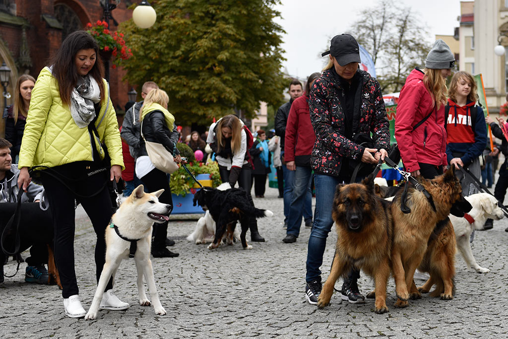 Legnickie organizacje pozarządowe świętowały w Galerii Piastów