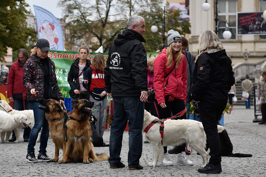 Legnickie organizacje pozarządowe świętowały w Galerii Piastów