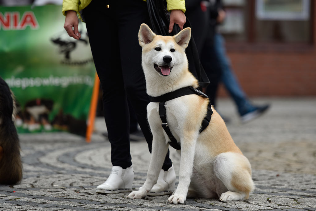 Legnickie organizacje pozarządowe świętowały w Galerii Piastów