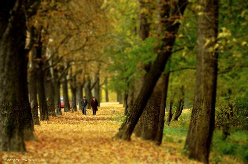 Jesienna Legnica wszystkich zachwyca. Zdjęcia legniczan. Część 3