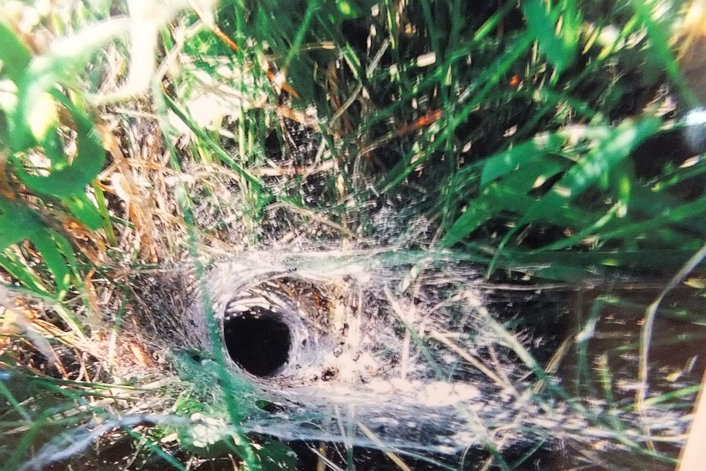 Przyroda ojczysta pędzlem i obiektywem. Rozdanie nagród