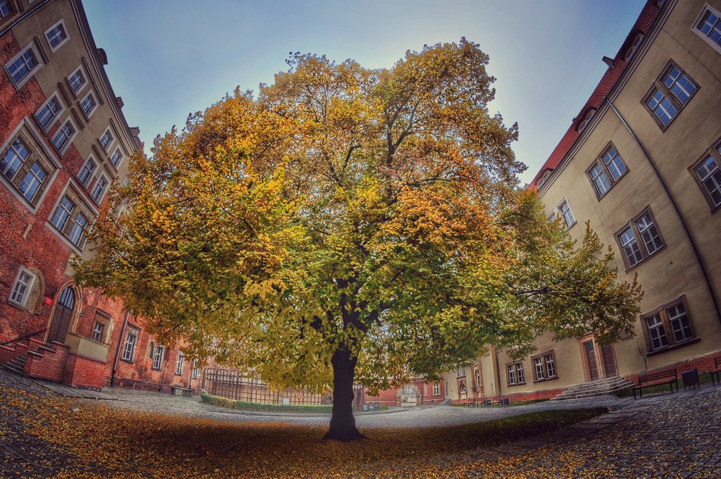 Jesienna Legnica wszystkich zachwyca. Zdjęcia legniczan. Część 4