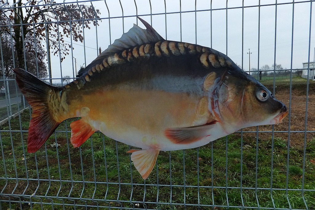 W gospodarstwie rybackim w Niedźwiedzicach gotowi do świąt