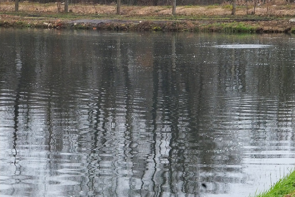 W gospodarstwie rybackim w Niedźwiedzicach gotowi do świąt