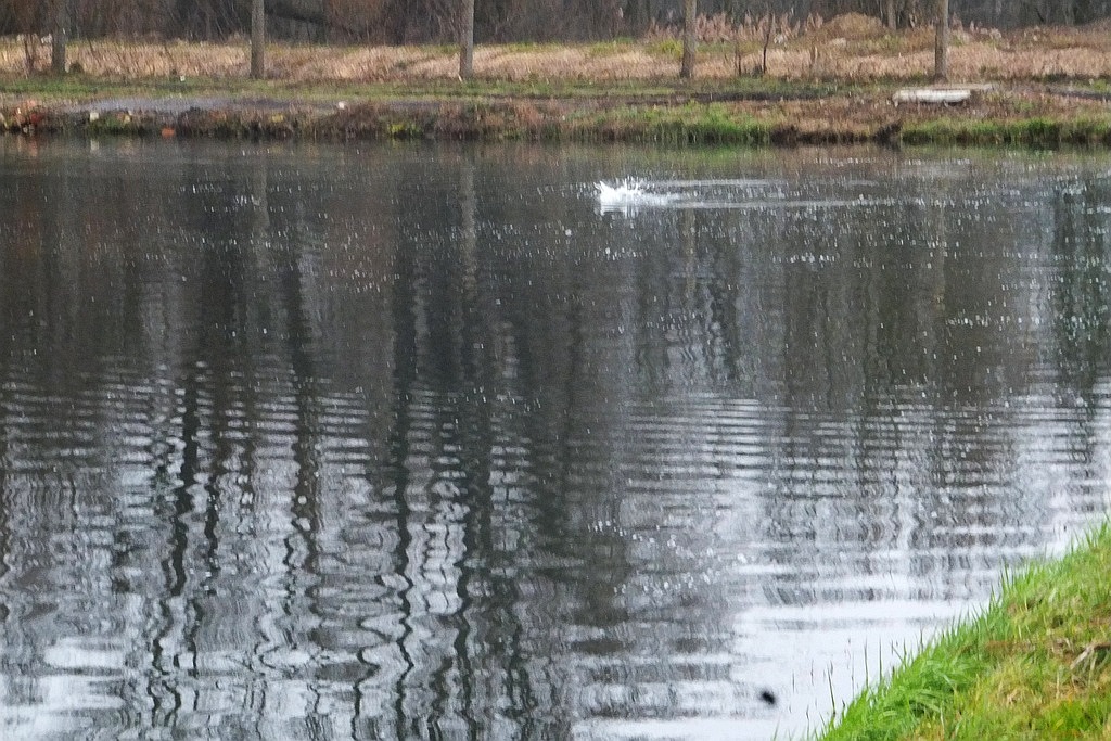 W gospodarstwie rybackim w Niedźwiedzicach gotowi do świąt