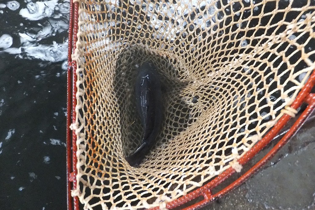 W gospodarstwie rybackim w Niedźwiedzicach gotowi do świąt