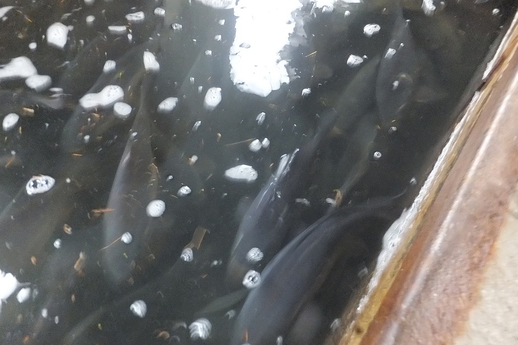 W gospodarstwie rybackim w Niedźwiedzicach gotowi do świąt