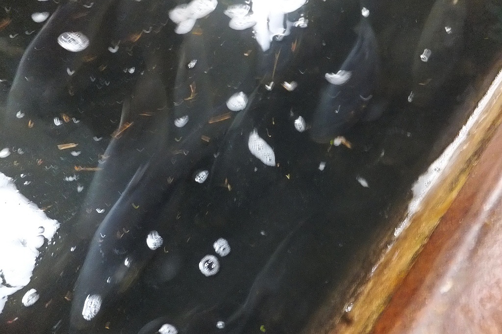 W gospodarstwie rybackim w Niedźwiedzicach gotowi do świąt