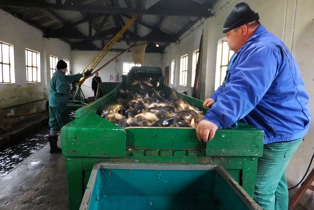 W gospodarstwie rybackim w Niedźwiedzicach gotowi do świąt