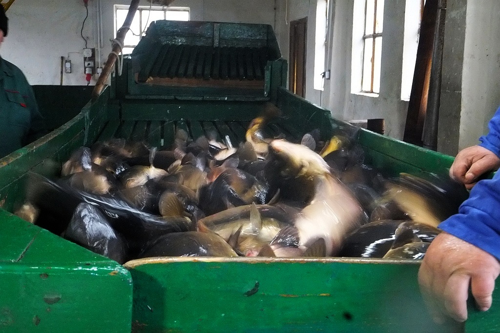 W gospodarstwie rybackim w Niedźwiedzicach gotowi do świąt