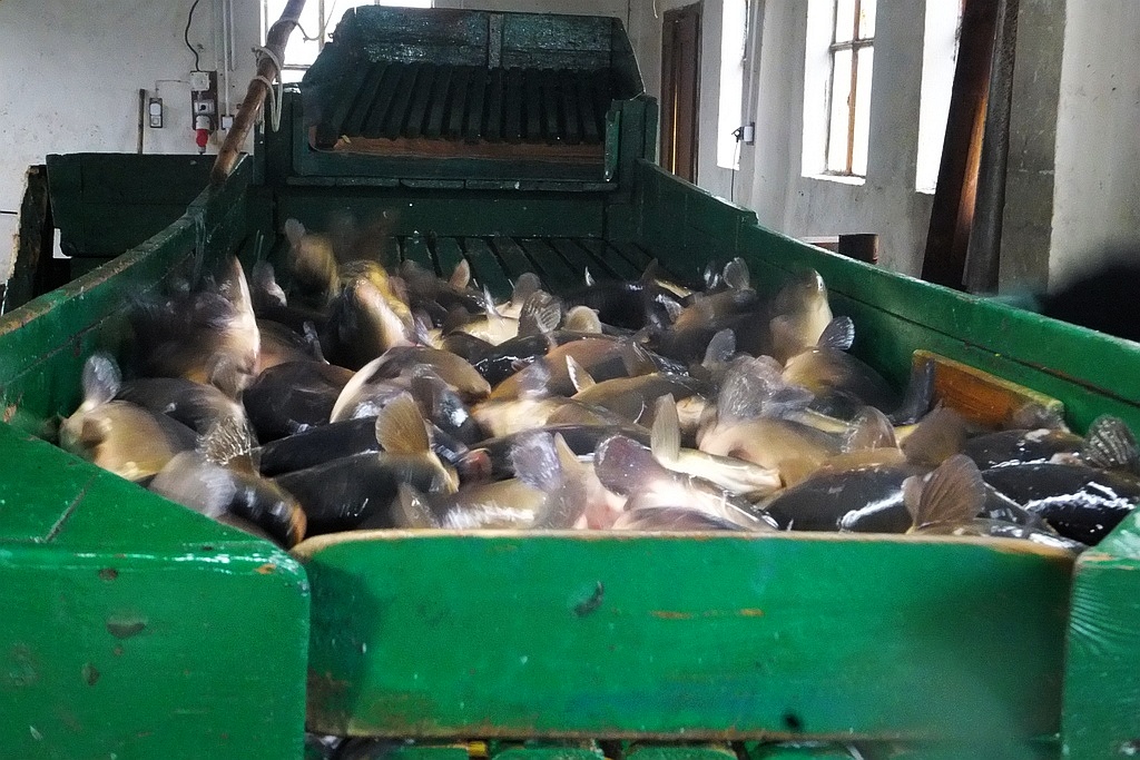 W gospodarstwie rybackim w Niedźwiedzicach gotowi do świąt