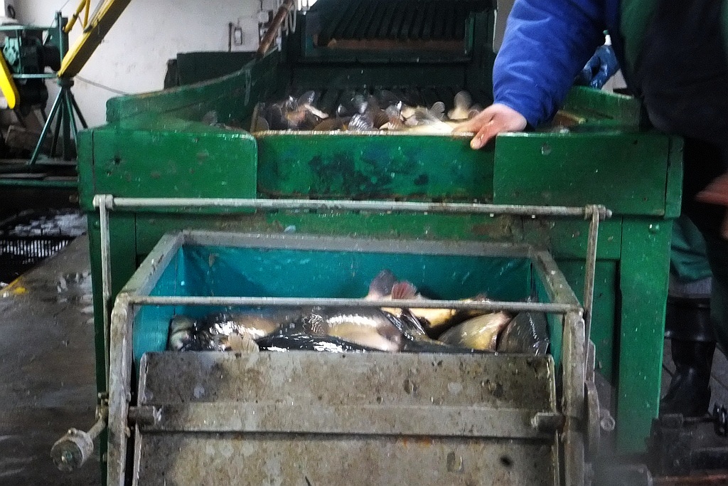 W gospodarstwie rybackim w Niedźwiedzicach gotowi do świąt