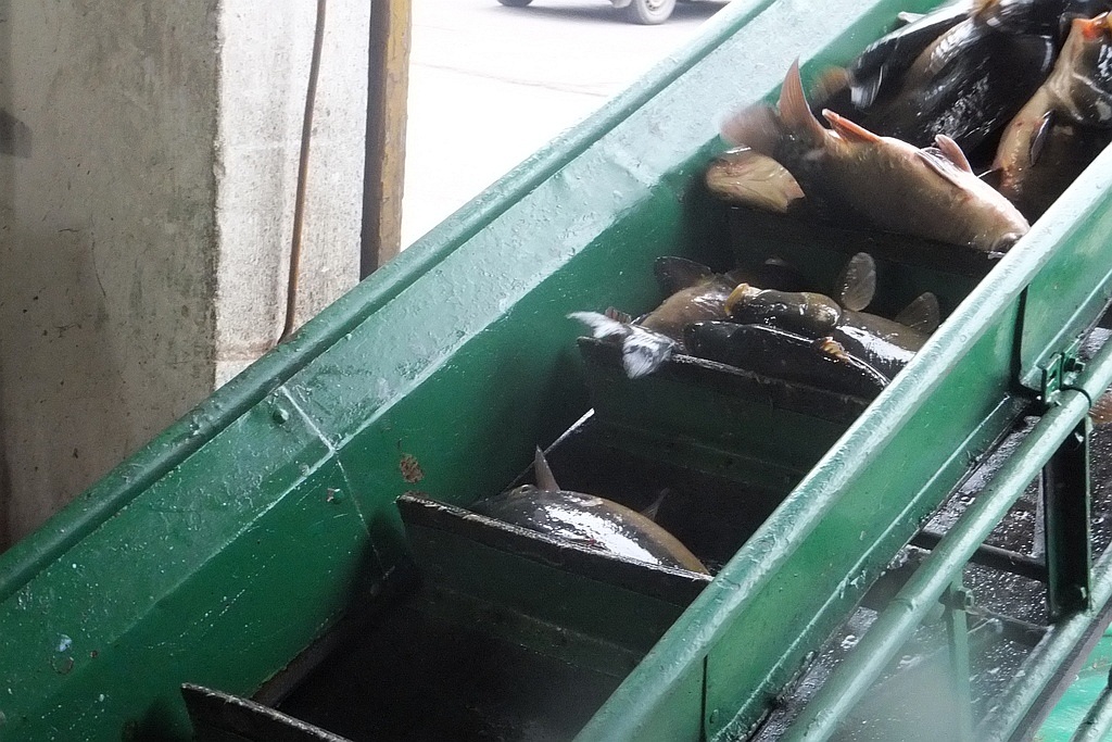 W gospodarstwie rybackim w Niedźwiedzicach gotowi do świąt