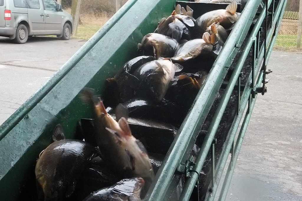 W gospodarstwie rybackim w Niedźwiedzicach gotowi do świąt