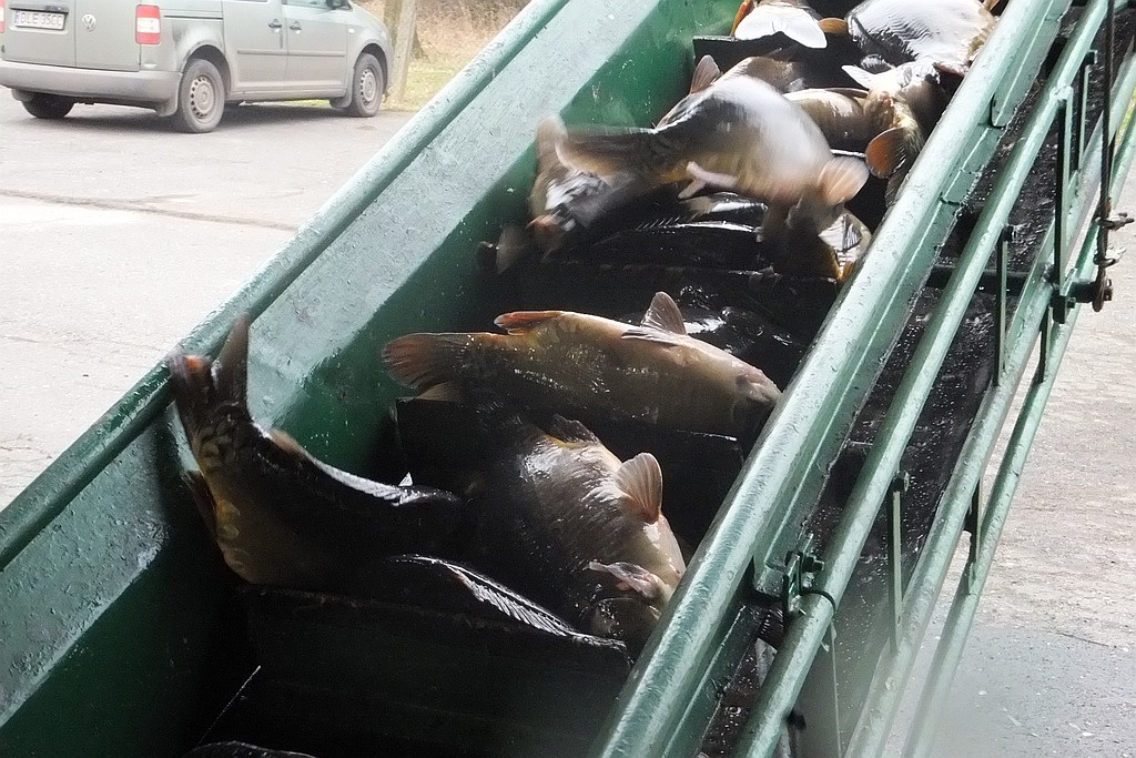 W gospodarstwie rybackim w Niedźwiedzicach gotowi do świąt