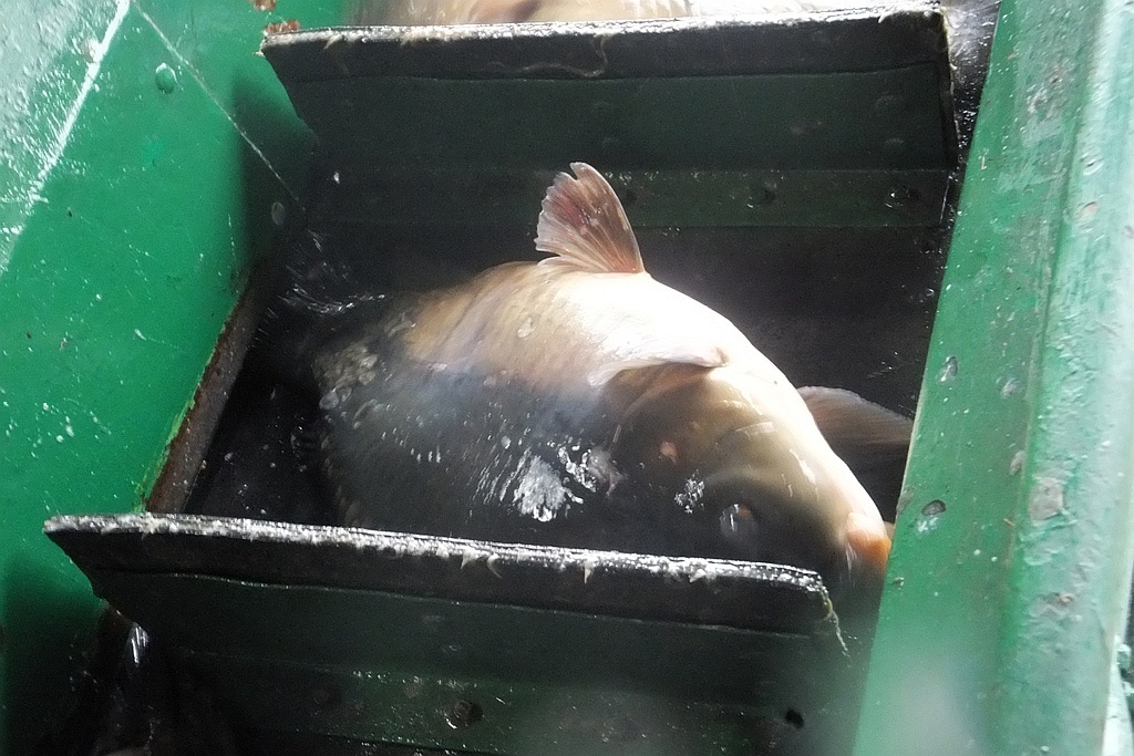 W gospodarstwie rybackim w Niedźwiedzicach gotowi do świąt