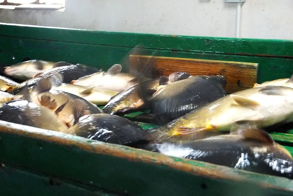 W gospodarstwie rybackim w Niedźwiedzicach gotowi do świąt