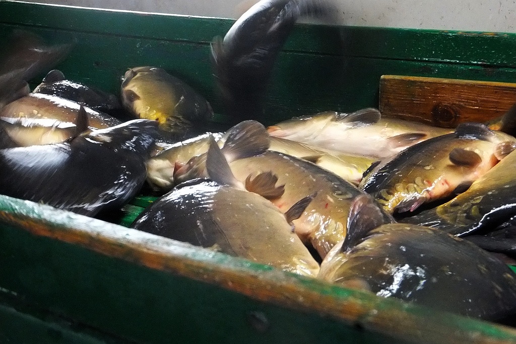 W gospodarstwie rybackim w Niedźwiedzicach gotowi do świąt