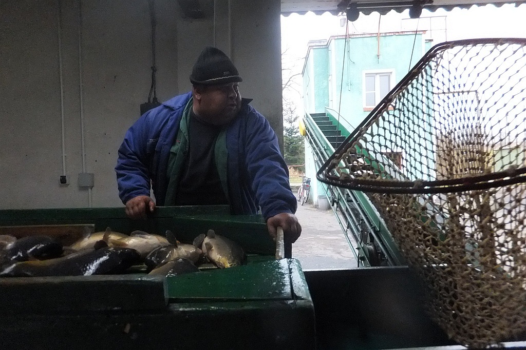 W gospodarstwie rybackim w Niedźwiedzicach gotowi do świąt
