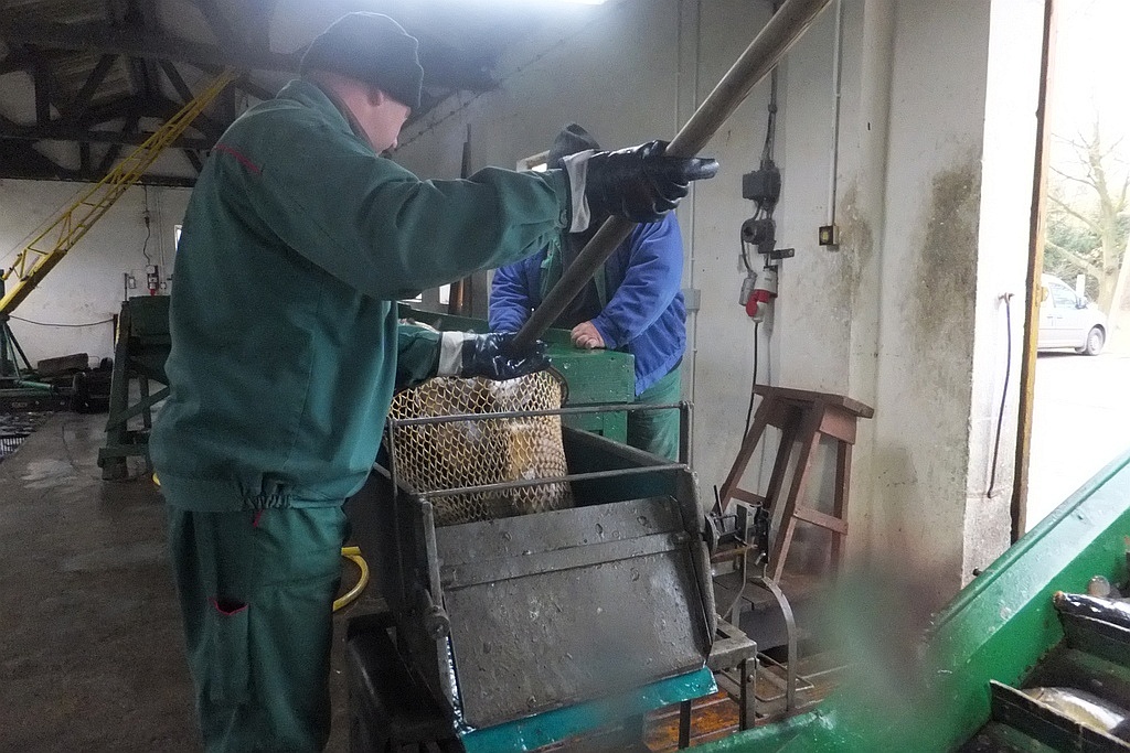 W gospodarstwie rybackim w Niedźwiedzicach gotowi do świąt