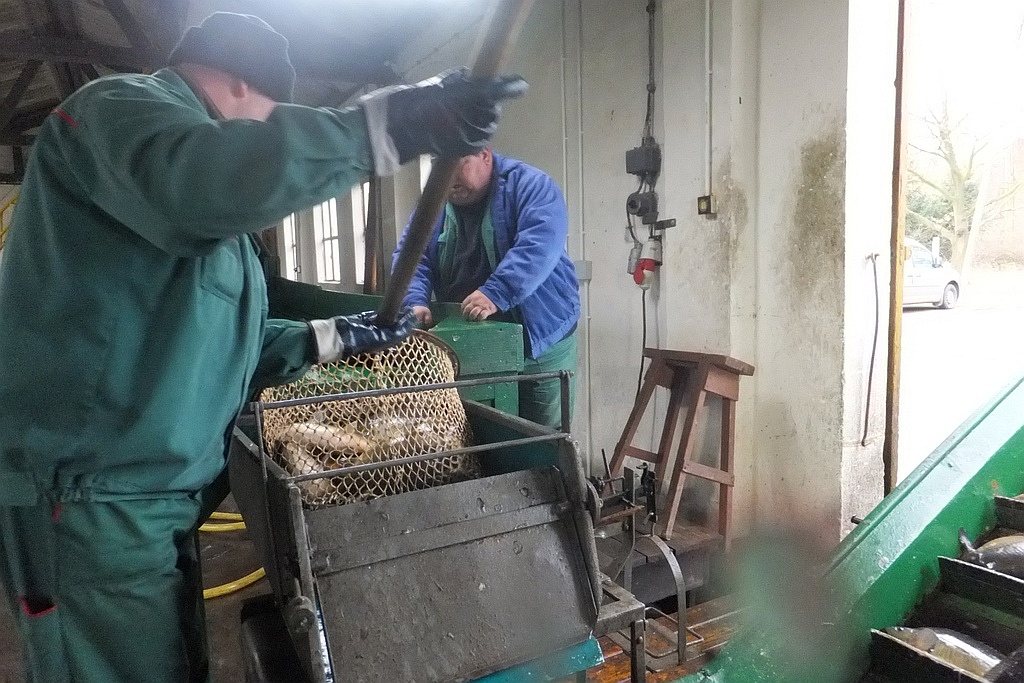 W gospodarstwie rybackim w Niedźwiedzicach gotowi do świąt