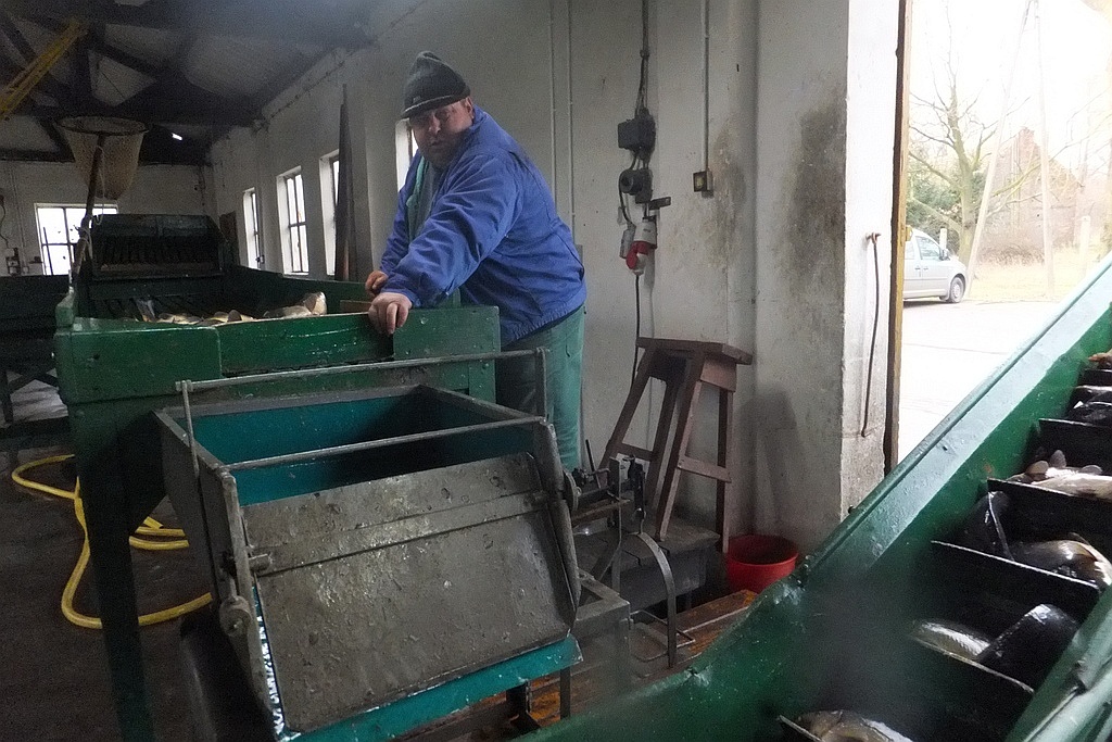 W gospodarstwie rybackim w Niedźwiedzicach gotowi do świąt