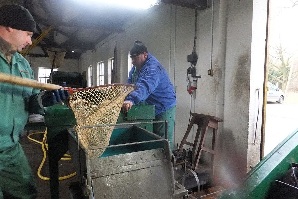 W gospodarstwie rybackim w Niedźwiedzicach gotowi do świąt