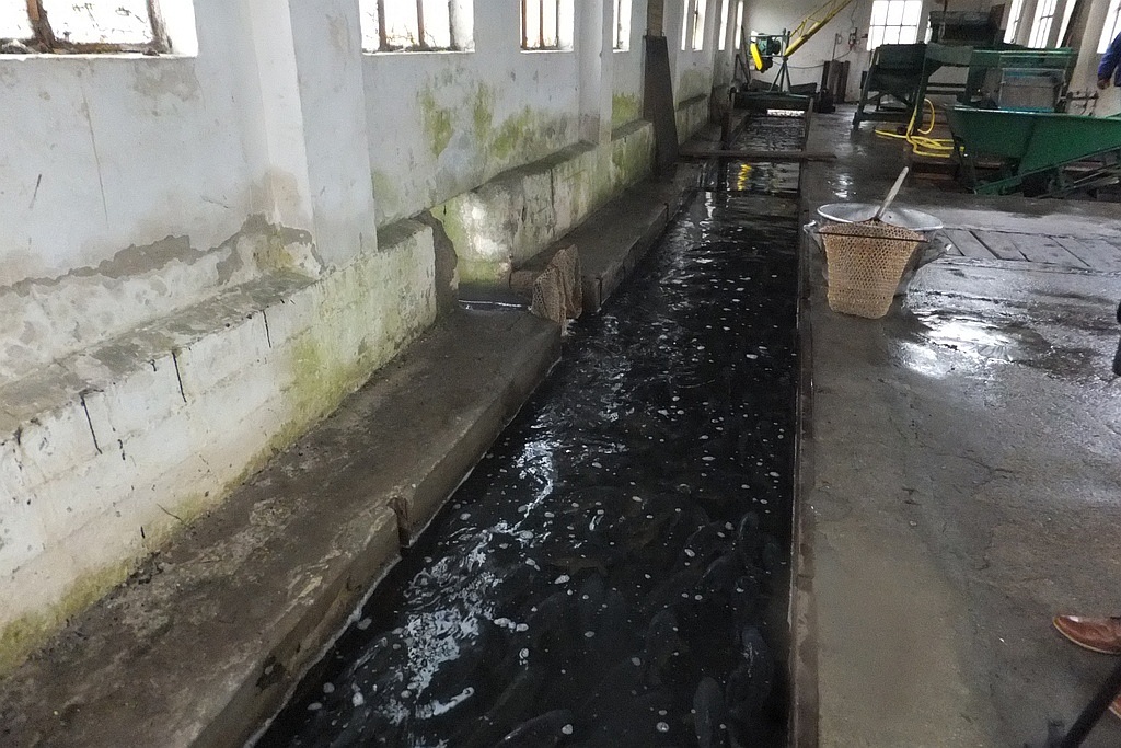 W gospodarstwie rybackim w Niedźwiedzicach gotowi do świąt