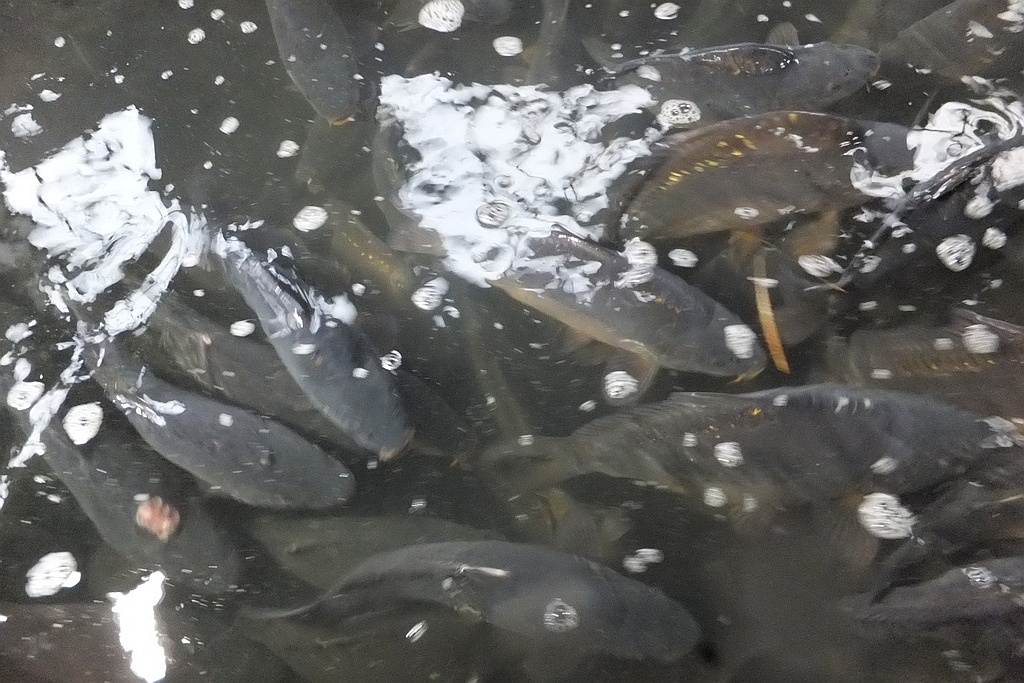 W gospodarstwie rybackim w Niedźwiedzicach gotowi do świąt