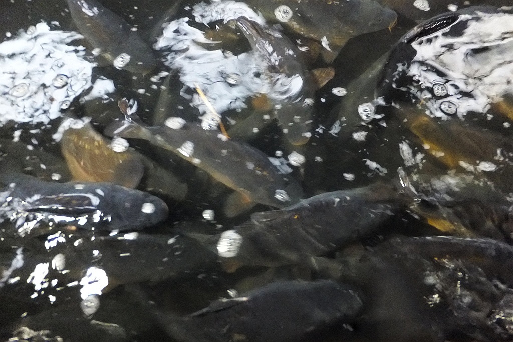 W gospodarstwie rybackim w Niedźwiedzicach gotowi do świąt