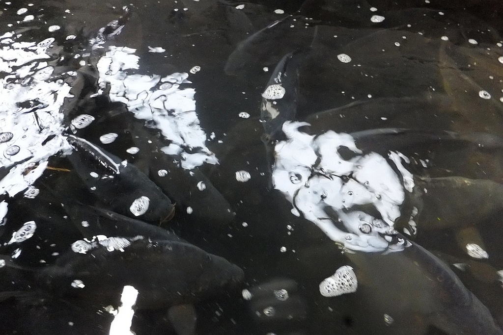 W gospodarstwie rybackim w Niedźwiedzicach gotowi do świąt