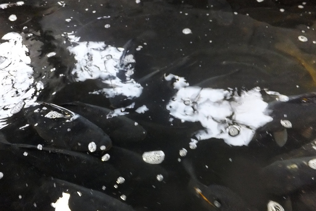 W gospodarstwie rybackim w Niedźwiedzicach gotowi do świąt