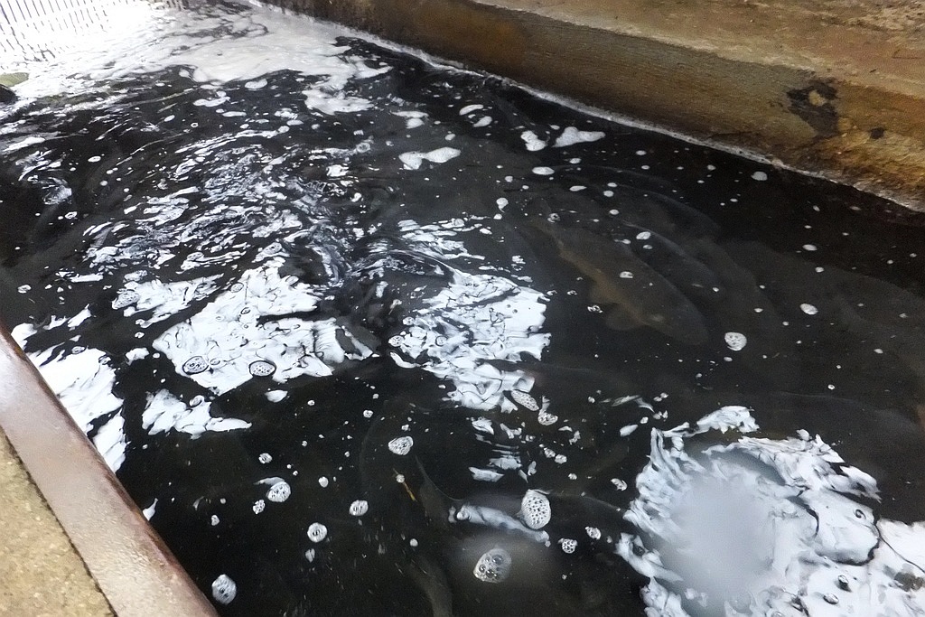 W gospodarstwie rybackim w Niedźwiedzicach gotowi do świąt