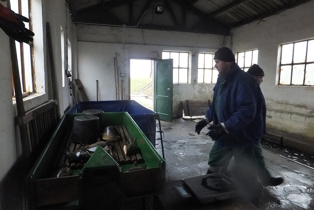 W gospodarstwie rybackim w Niedźwiedzicach gotowi do świąt