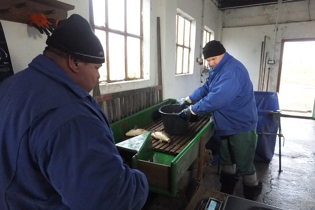 W gospodarstwie rybackim w Niedźwiedzicach gotowi do świąt