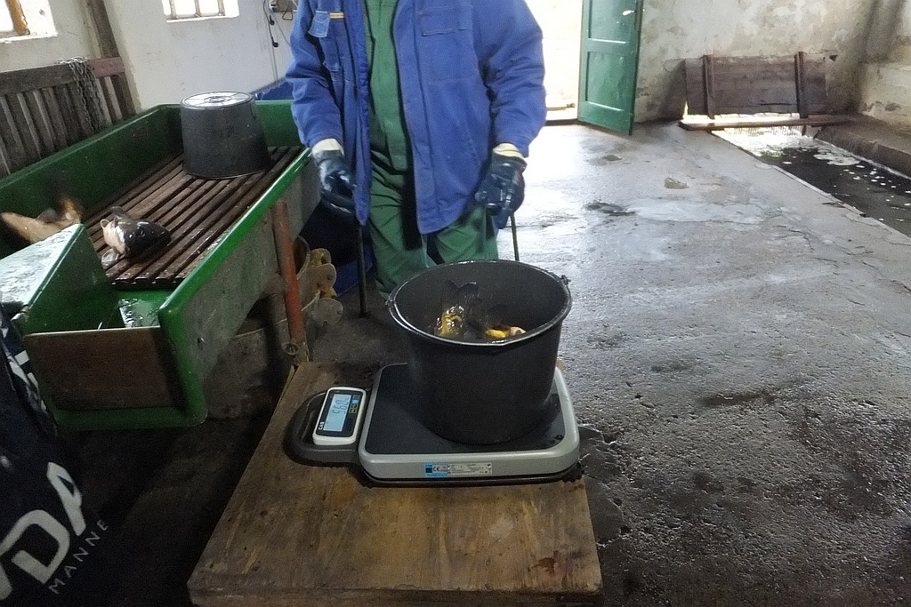 W gospodarstwie rybackim w Niedźwiedzicach gotowi do świąt