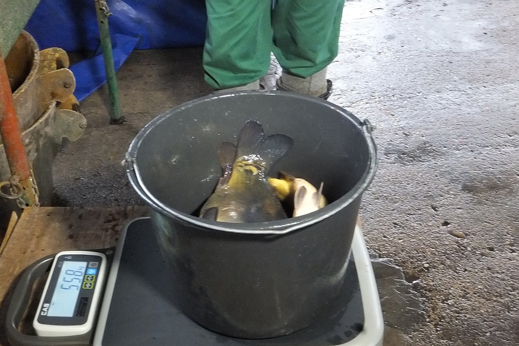 W gospodarstwie rybackim w Niedźwiedzicach gotowi do świąt