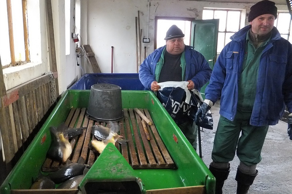 W gospodarstwie rybackim w Niedźwiedzicach gotowi do świąt