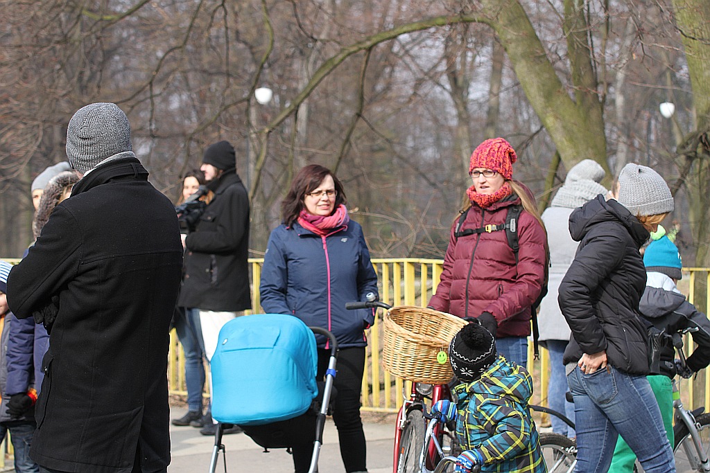 Legniczanie boją się, że stracą spacerową aleję lipową