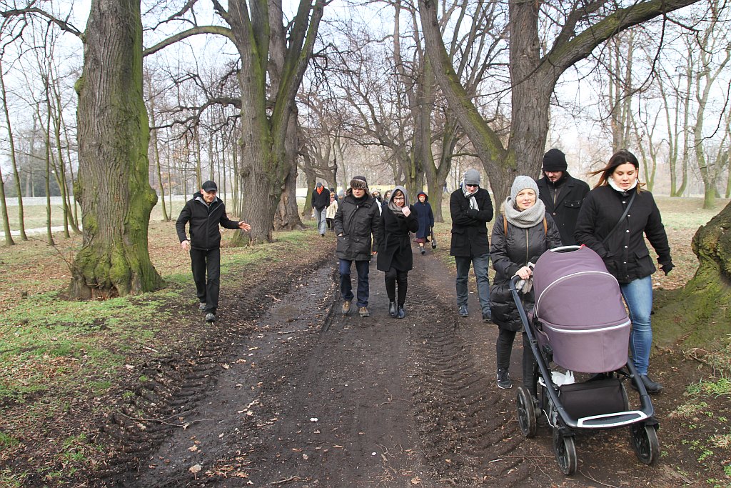 Legniczanie boją się, że stracą spacerową aleję lipową