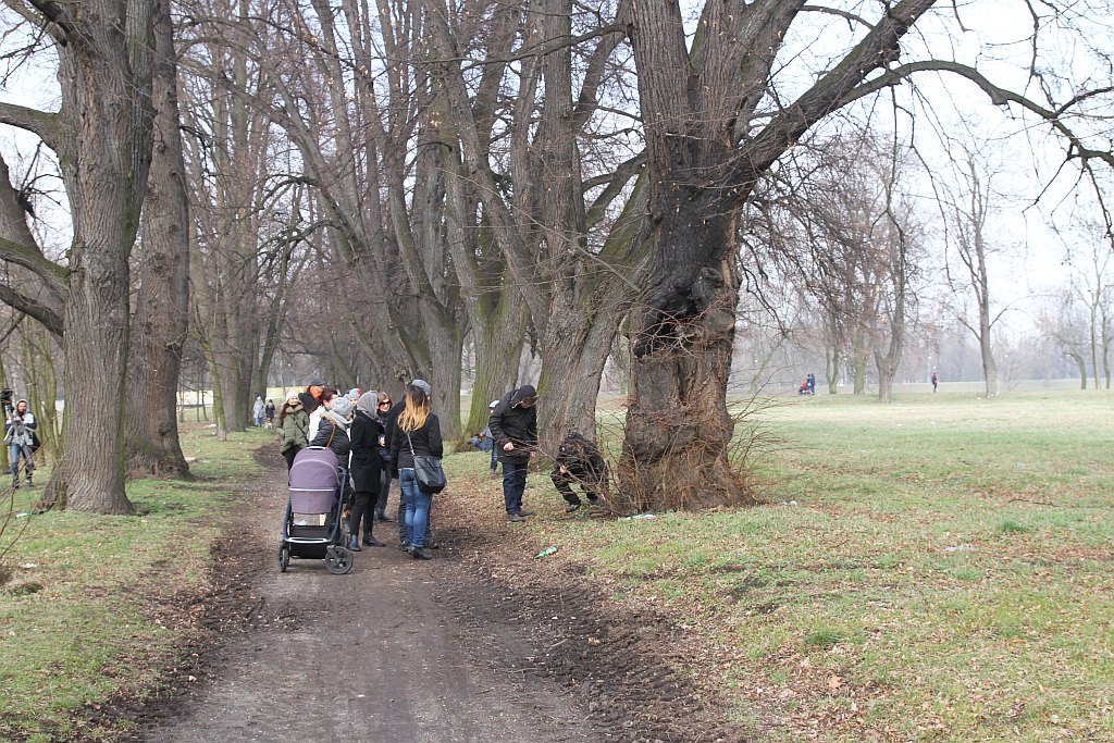 Legniczanie boją się, że stracą spacerową aleję lipową