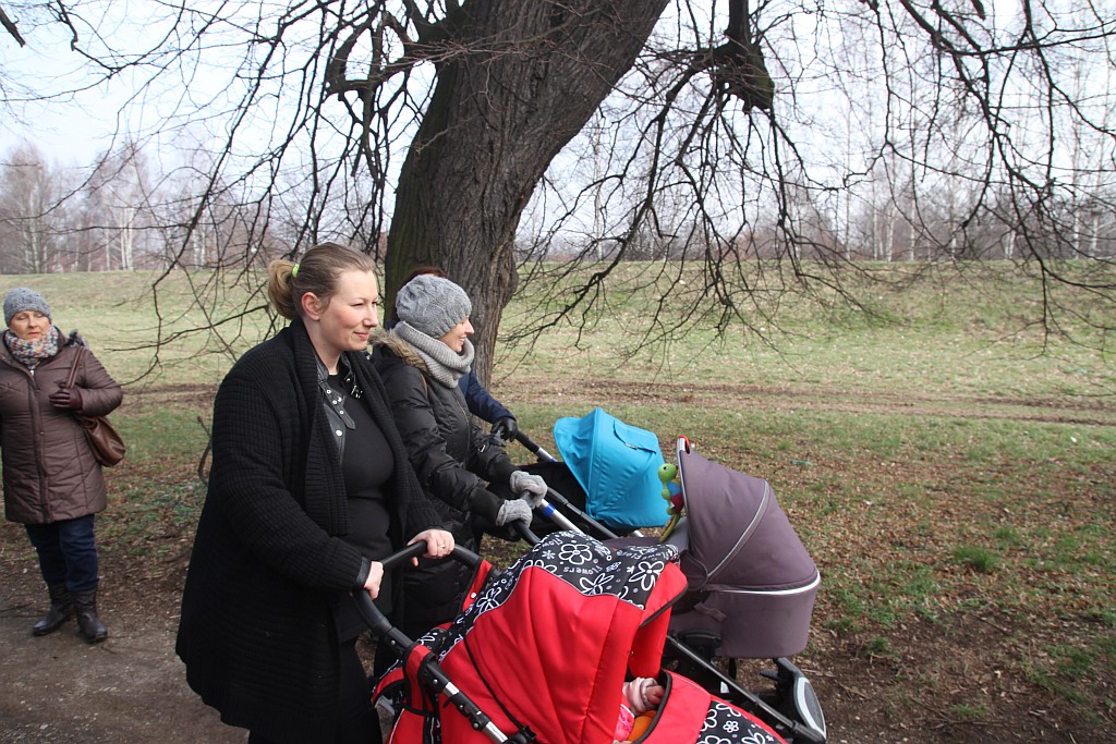 Legniczanie boją się, że stracą spacerową aleję lipową