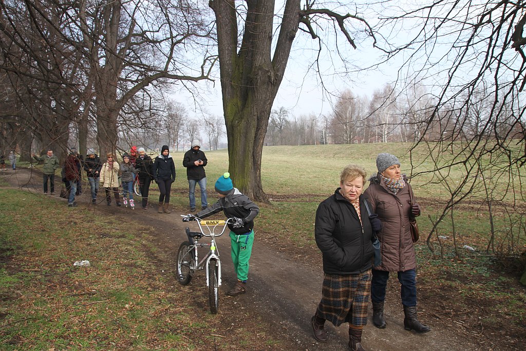Legniczanie boją się, że stracą spacerową aleję lipową