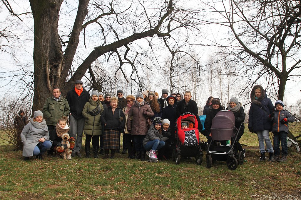 Legniczanie boją się, że stracą spacerową aleję lipową